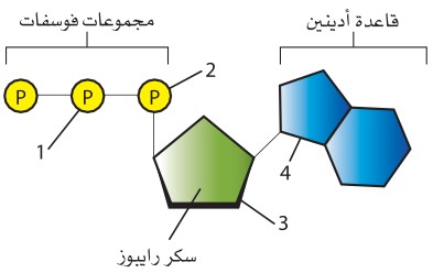 جزيئات